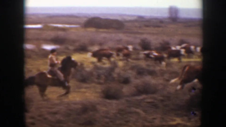The rider crosses dry Montana range while cattle spread across the background near low shrubs.