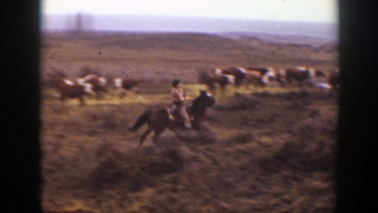 A cowboy rides across the open range as cattle cluster and scatter across the Montana prairie.