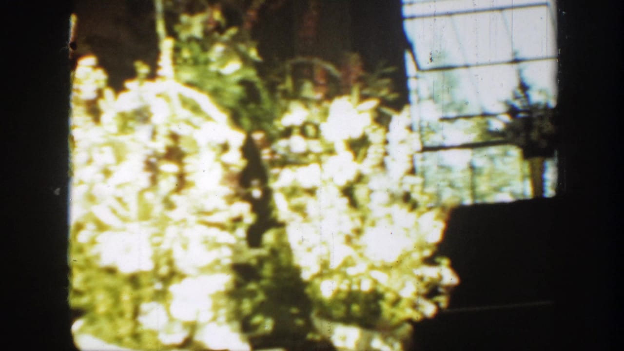 1939 Montana wedding home-movie frame showing overexposed white flowers and greenery beside a tall window.