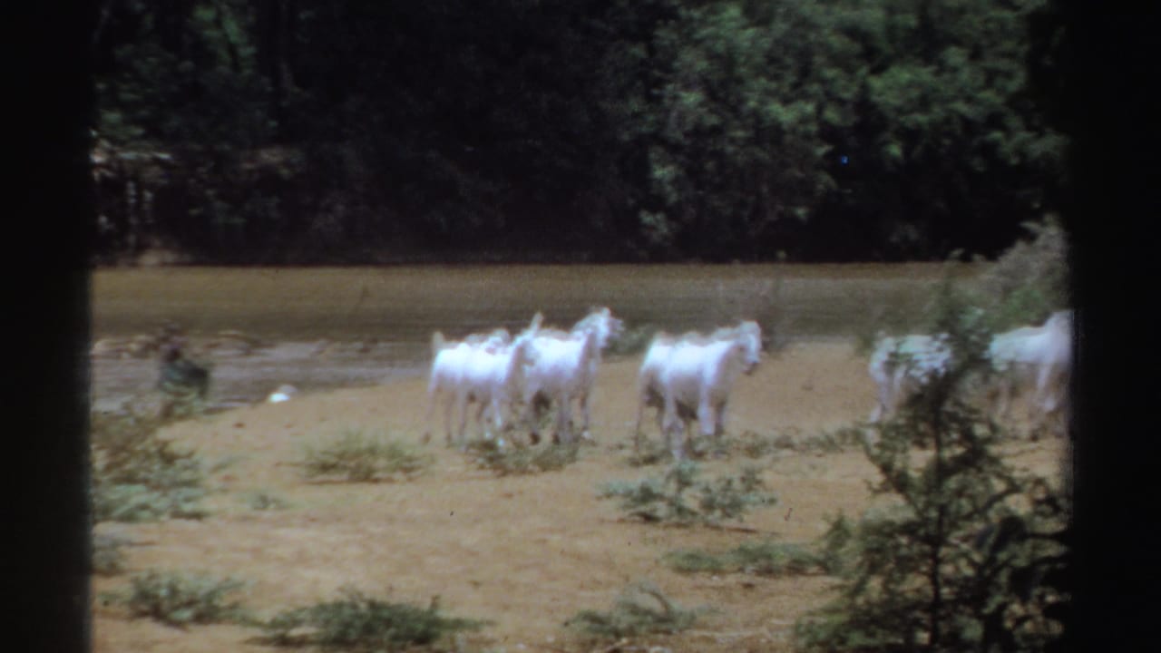 In 1969 Sudan home-movie footage, several white goats move across dry ground near shallow water with dense trees behind them.