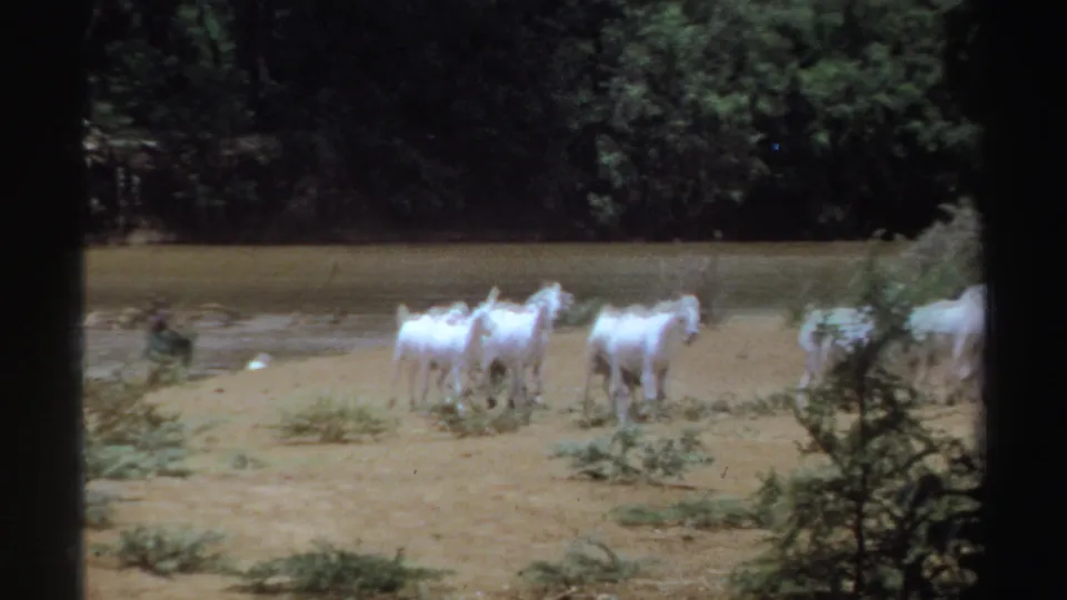In 1969 Sudan home-movie footage, several white goats move across dry ground near shallow water with dense trees behind them.