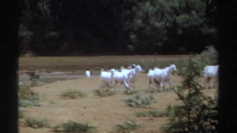 White goats continue across the dry bank near a shallow body of water in Sudan, with dark green trees in the background.