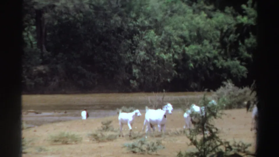 Several white goats stand or walk near a waterline, while a small distant person appears near the water in the background.
