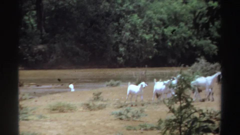 At the end of the clip, white goats spread out along the dry waterside ground with green trees and brush behind them.