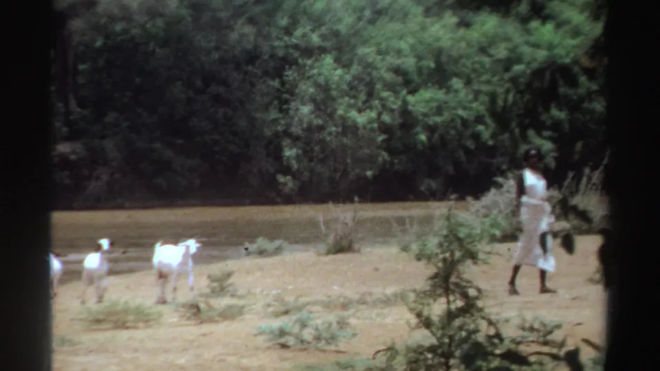 1969 Sudan 8mm frame with white goats crossing dry riverbank ground as a woman in white stands near shaded foliage.