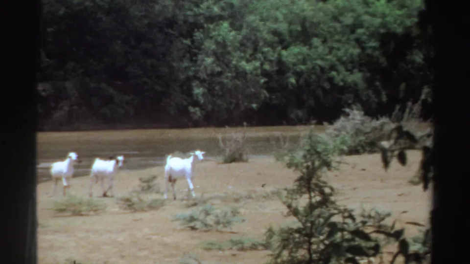 1969 Sudan 8mm frame showing three white goats moving across a dry riverbank with water and dense trees behind them.