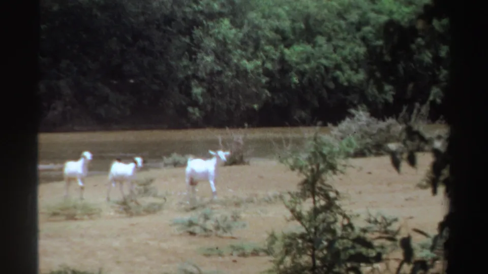 1969 Sudan 8mm frame showing three white goats near a riverbank, with dense trees behind and dark foliage framing the view.
