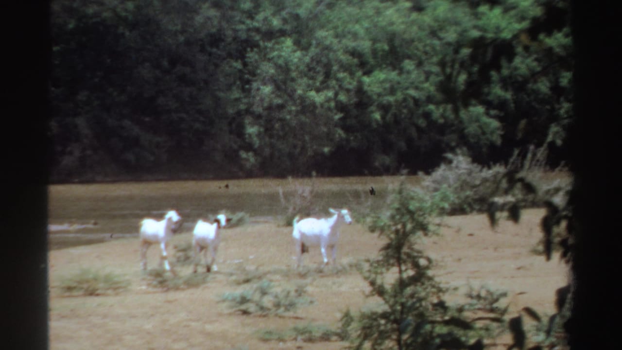Three goats move across a dry bank beside water and trees.