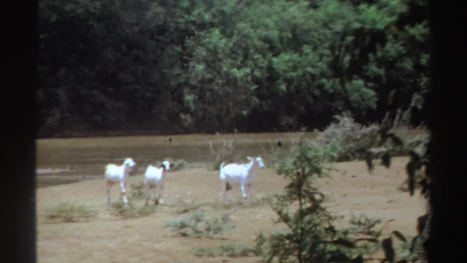 Three white goats move across a sandy Sudan riverbank in a soft 1969 8mm frame, with trees and foreground leaves visible.