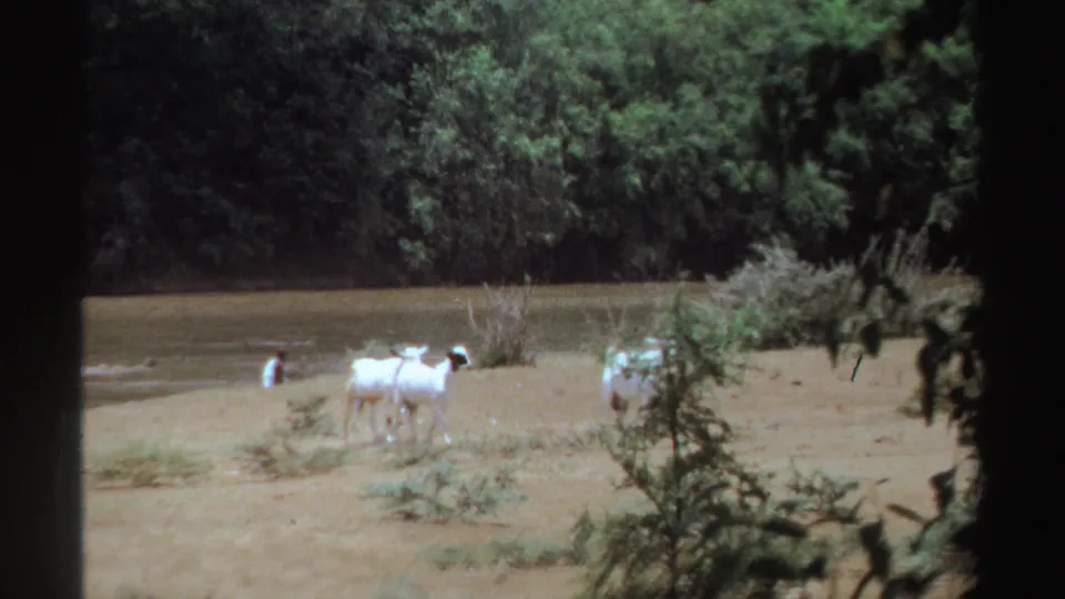1969 Sudan home-movie frame with goats on a sandy bank and small distant people near the waterline under dense trees.