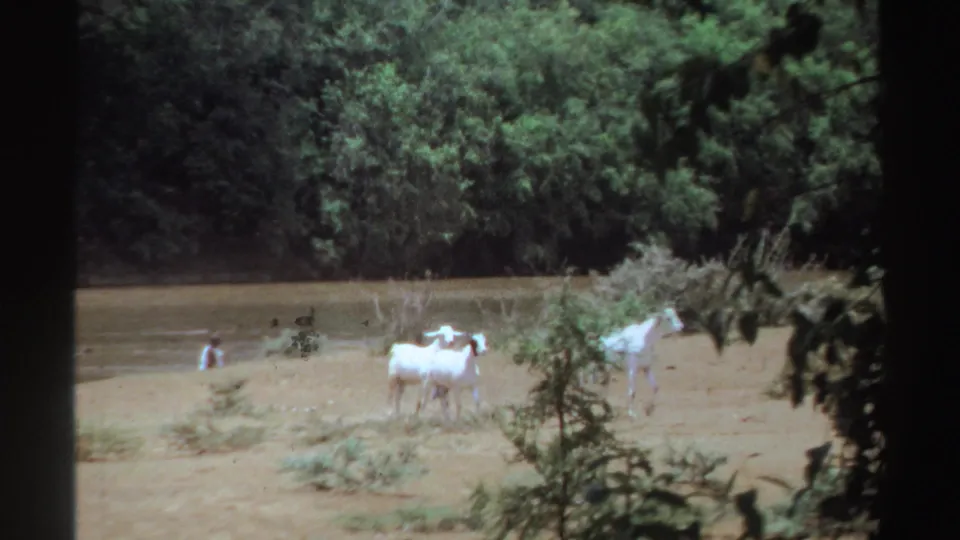 A 1969 Sudan 8mm view shows white goats near the trees, with distant figures by the river and foliage partly obscuring the frame.
