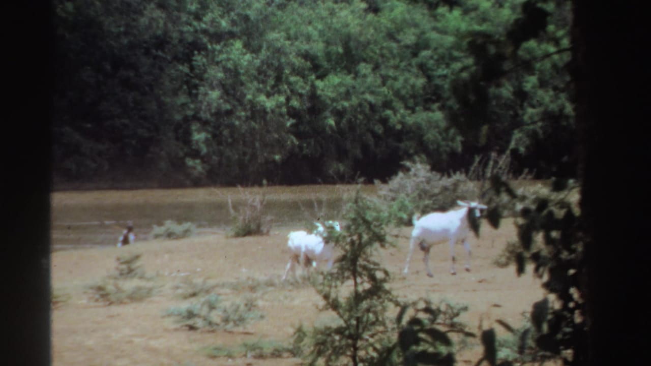 White goats stand and walk near a muddy waterhole with trees behind them.