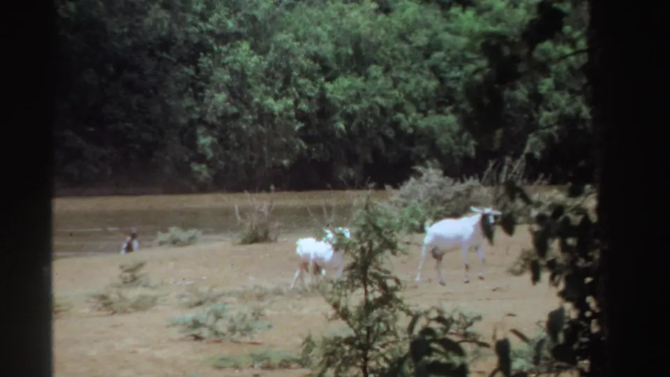 1969 Sudan 8mm frame showing white goats near a waterhole, with scrub, trees, and a distant standing figure at the bank.