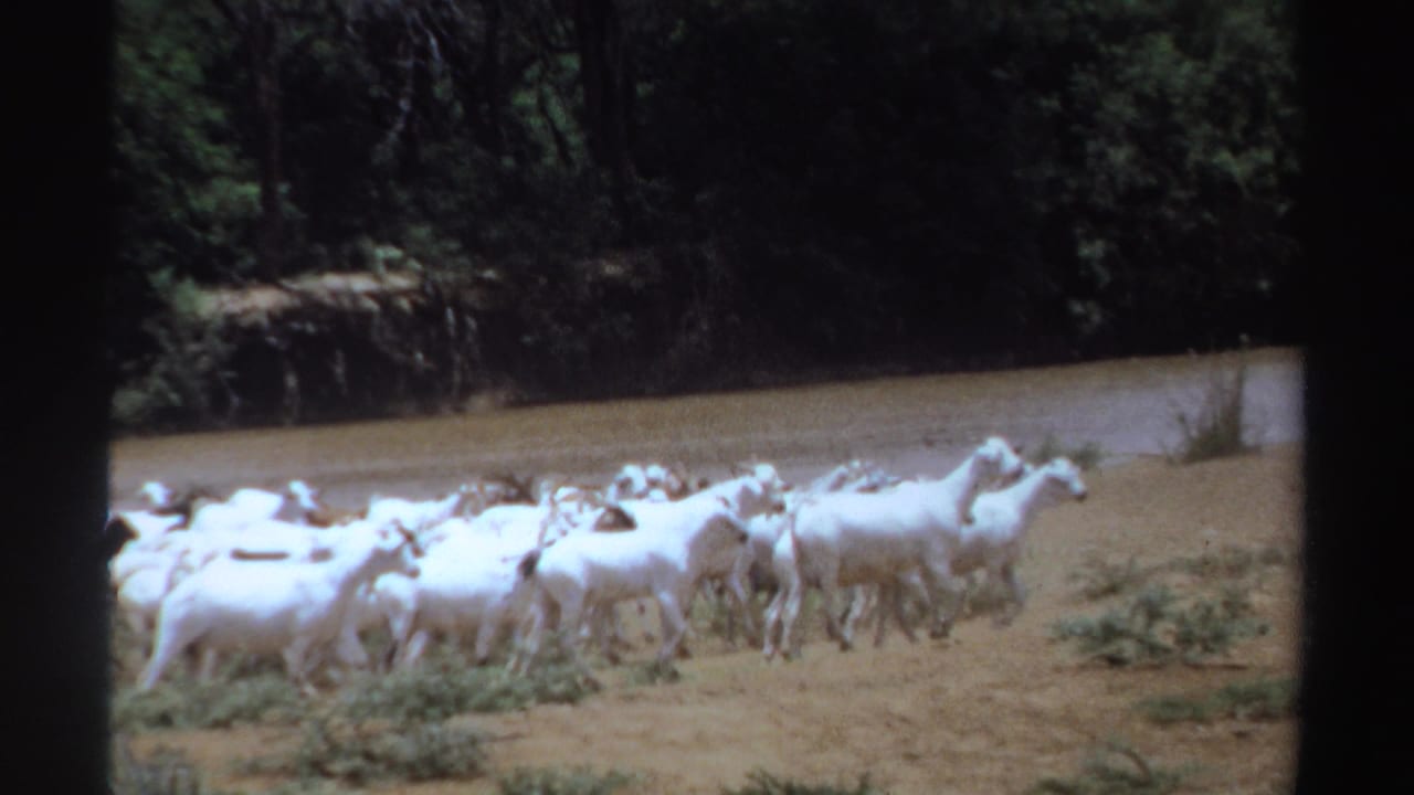 A herd of white goats moves along the edge of a waterhole.