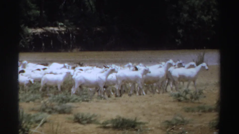 1969 Sudan 8mm frame showing goats crossing dry ground in front of a muddy waterhole and shaded treeline.
