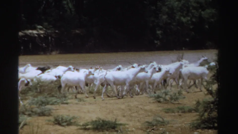 1969 Sudan 8mm frame of white goats moving right across scrubby ground beside a brown waterhole and dark treeline.