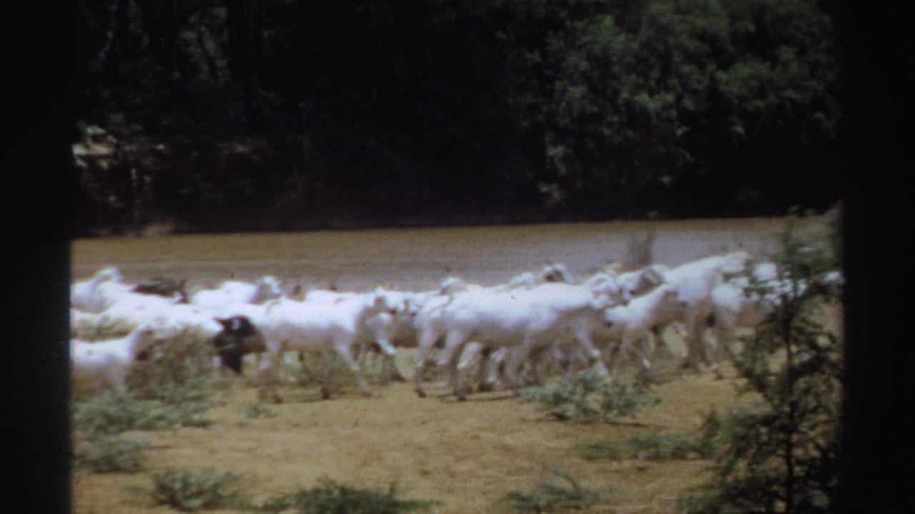 In 1969 Sudan home-movie footage, a white goat herd moves across dry ground beside a river and dark trees.