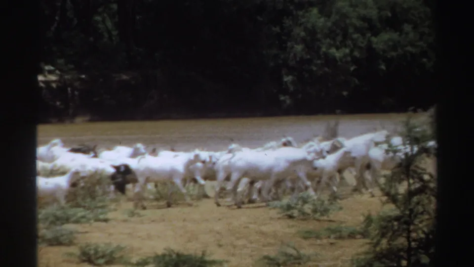 In 1969 Sudan home-movie footage, a white goat herd moves across dry ground beside a river and dark trees.