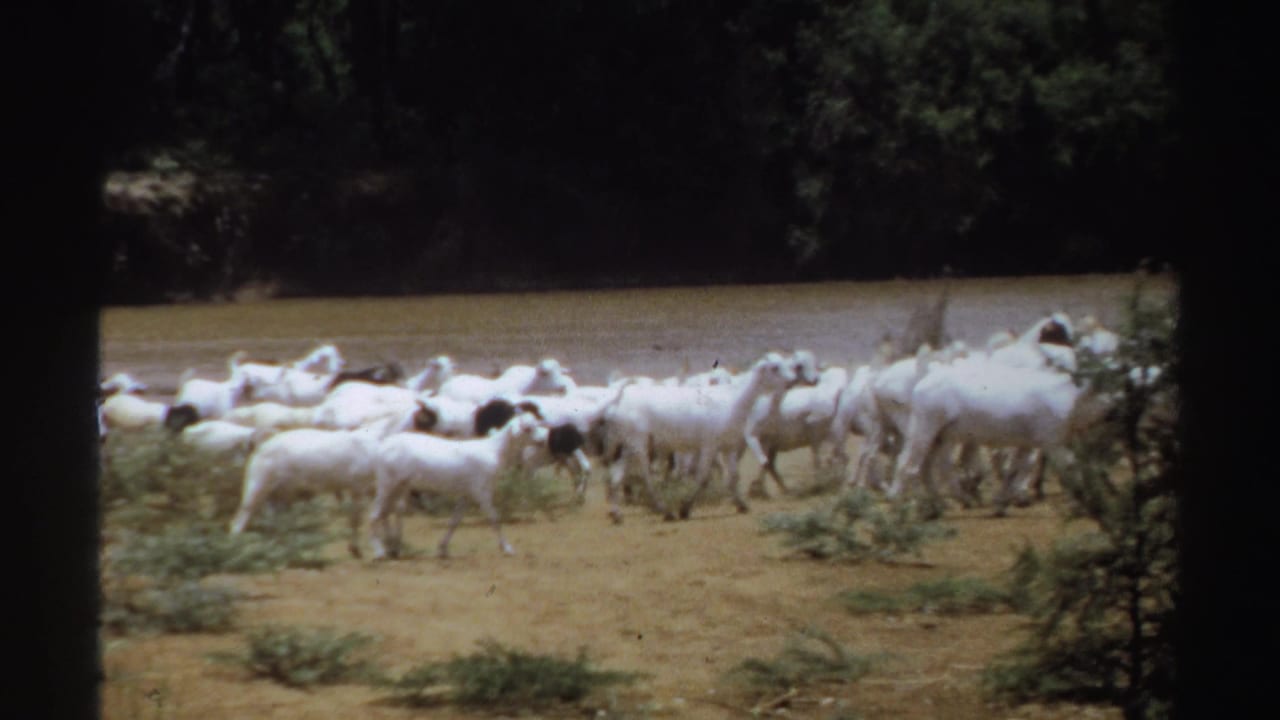 A herd of mostly white goats walks left to right near a riverbank.