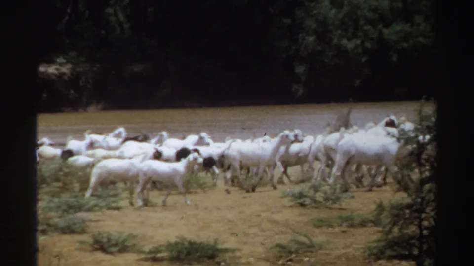 The goat herd continues along the riverside in Sudan, with brush and dense trees behind the animals.
