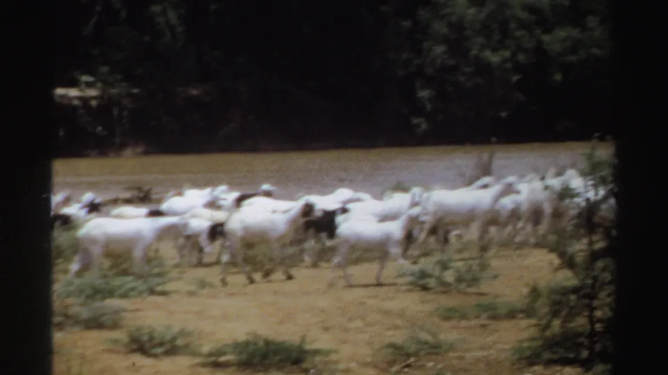 A closer 8mm frame shows white goats crossing scrubby ground, with the river and shaded trees in the background.