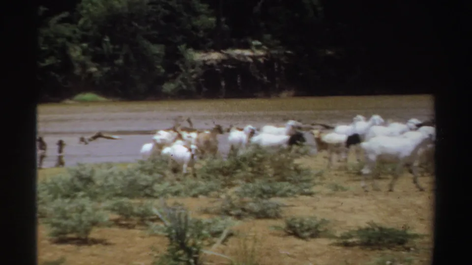 The final frame shows the herd partly clustered near riverside shrubs in the Sudan countryside, with dark trees across the water.