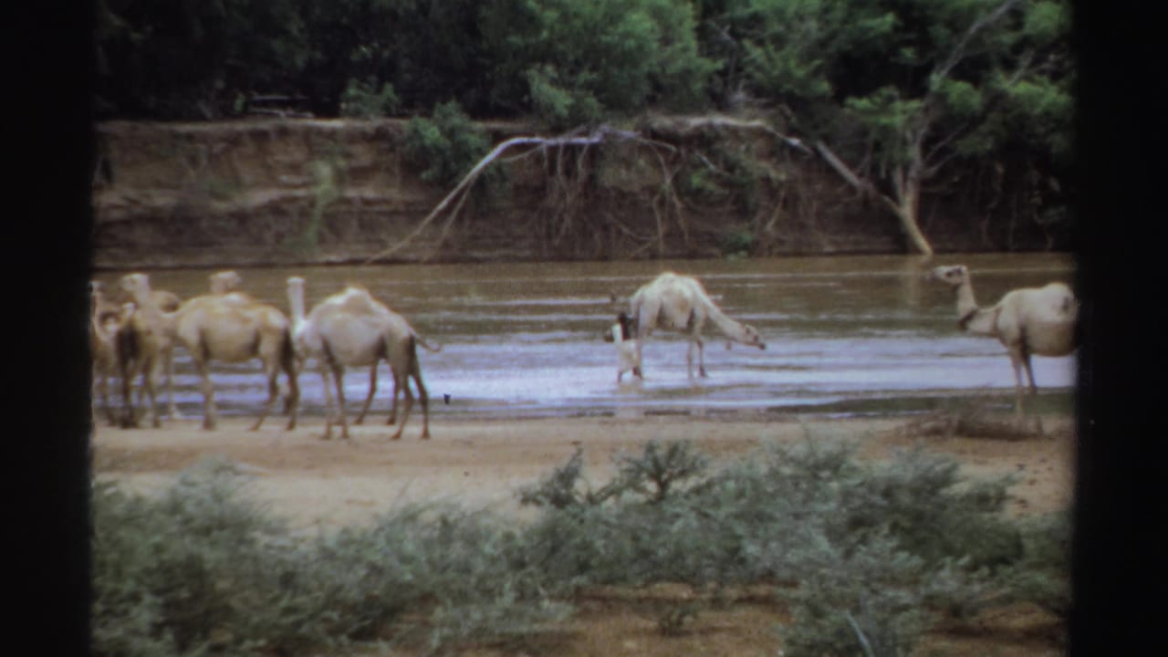 Camels stand and drink at a shallow river beside a sandy bank and green trees.