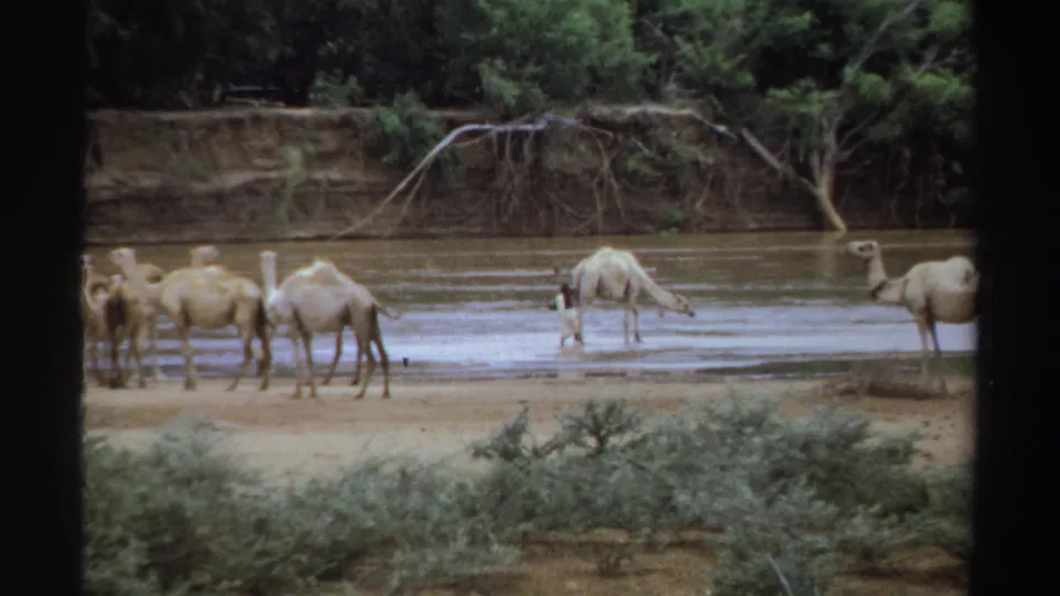 1969 Sudan 8mm frame showing several camels gathered at a shallow riverbank with trees and a muddy embankment behind them.