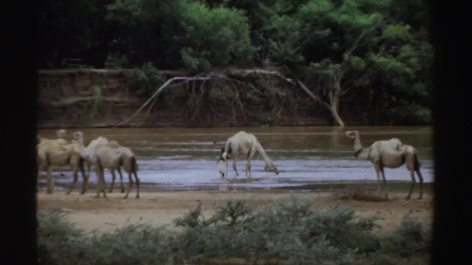 1969 Sudan 8mm frame with camels spread along the river edge, including one drinking from the shallow water.