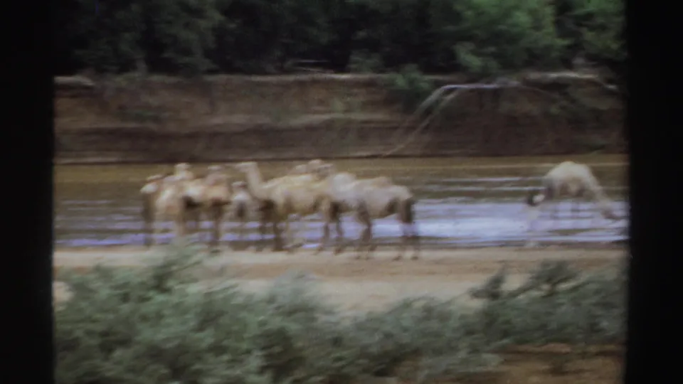 Soft 1969 Sudan 8mm frame showing a camel herd clustered by shallow water, with motion blur and riverside vegetation.