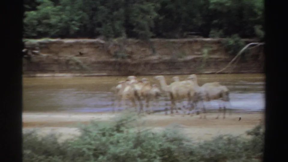 1969 Sudan 8mm frame showing camels grouped at the riverbank, partly blurred by handheld motion and vintage film softness.