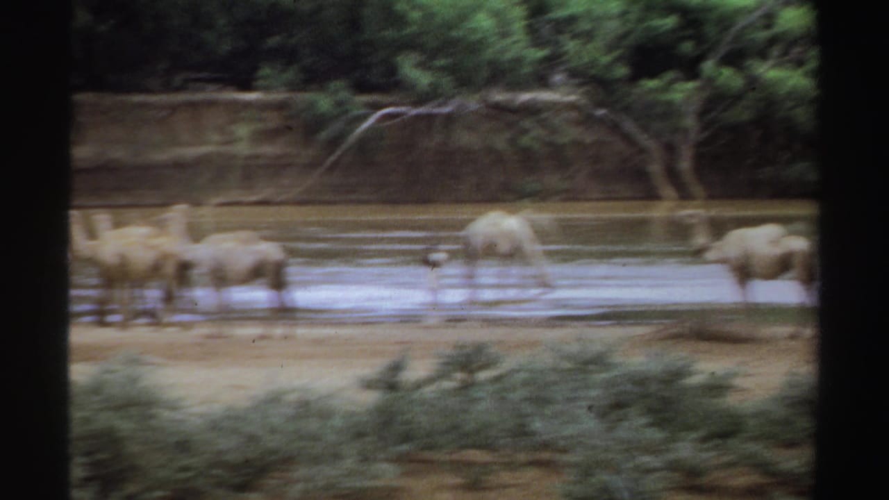 Several camels wade in a shallow river behind dark foreground bars.