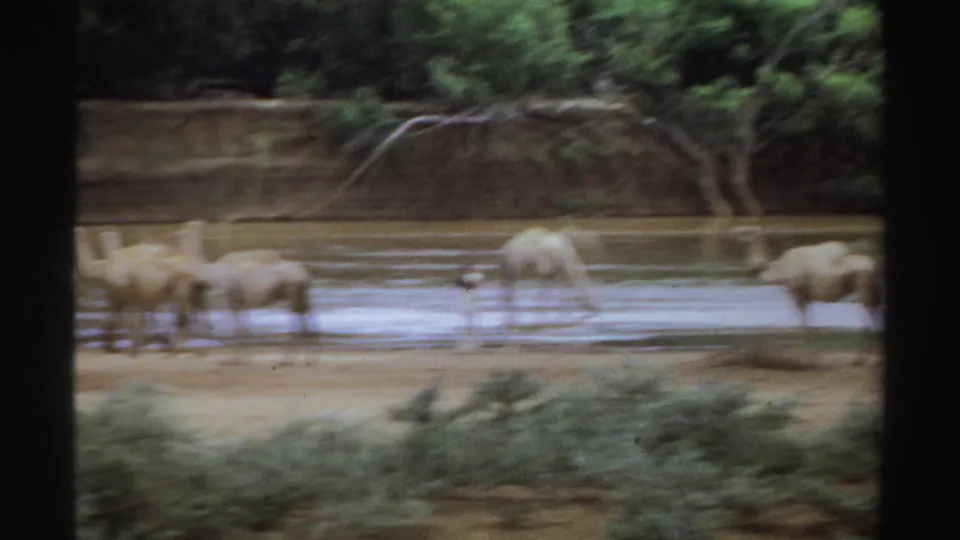 1969 Sudan 8mm frame showing camels standing and wading in shallow brown river water, seen through a dark window-like frame.