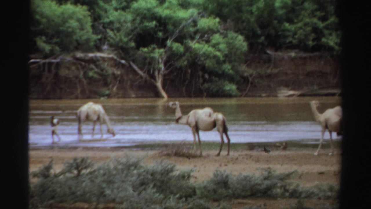 Camels stand and drink near a muddy riverbank lined with trees.
