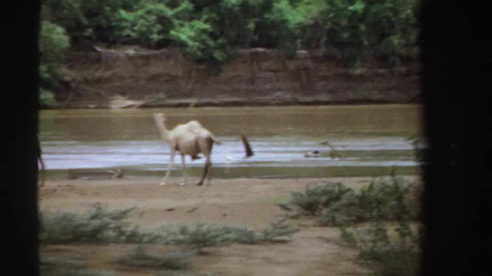 1969 Sudan 8mm still showing a camel moving near shallow water and a muddy bank, with bushes and trees around the river.