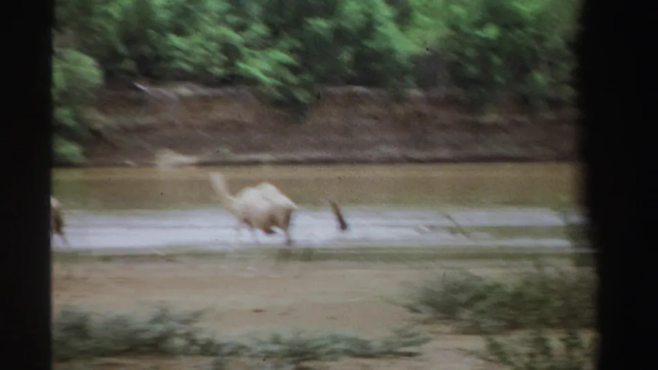 Soft 1969 Sudan home-movie frame of a camel crossing shallow river water, with green trees and a dark window-like border visible.