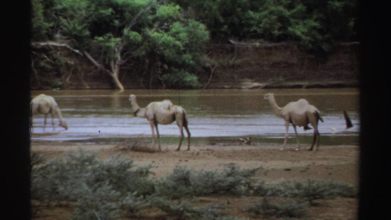 Several camels stand and drink along a muddy riverbank with trees behind them.