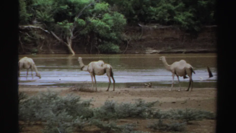 1969 Sudan 8mm frame showing camels gathered at a riverbank, with scrub, exposed roots, and trees across the water.