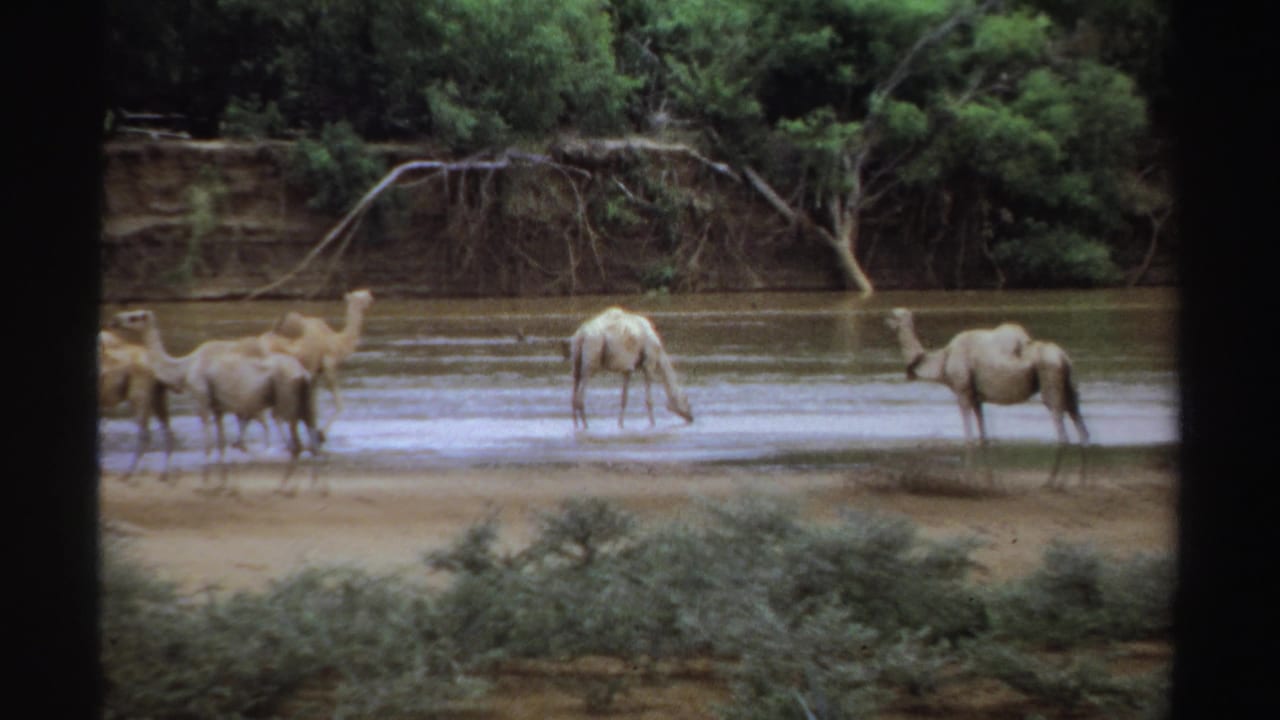 1969 Sudan home-movie frame of camels clustered near shallow river water, with a sandy bank and green trees in the background.