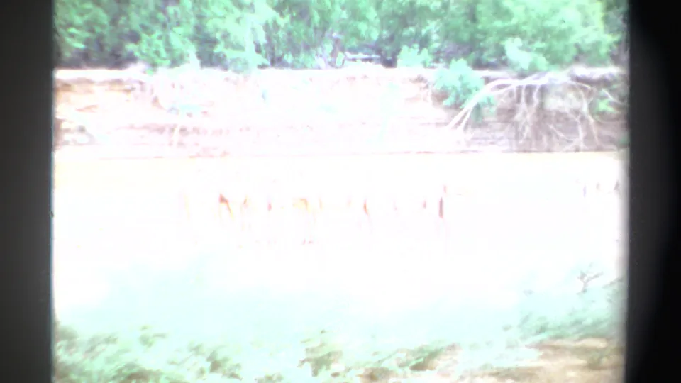 Brightly overexposed 1969 Sudan 8mm frame with faint camels near the riverbank and pale trees visible in the background.