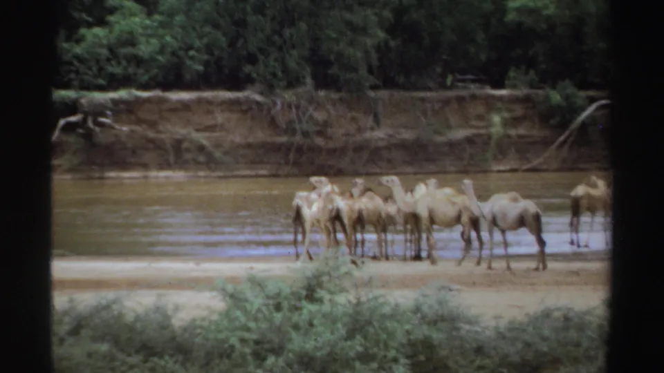 1969 Sudan 8mm frame showing camels grouped at a muddy riverbank, with brush in front and dense trees beyond the water.