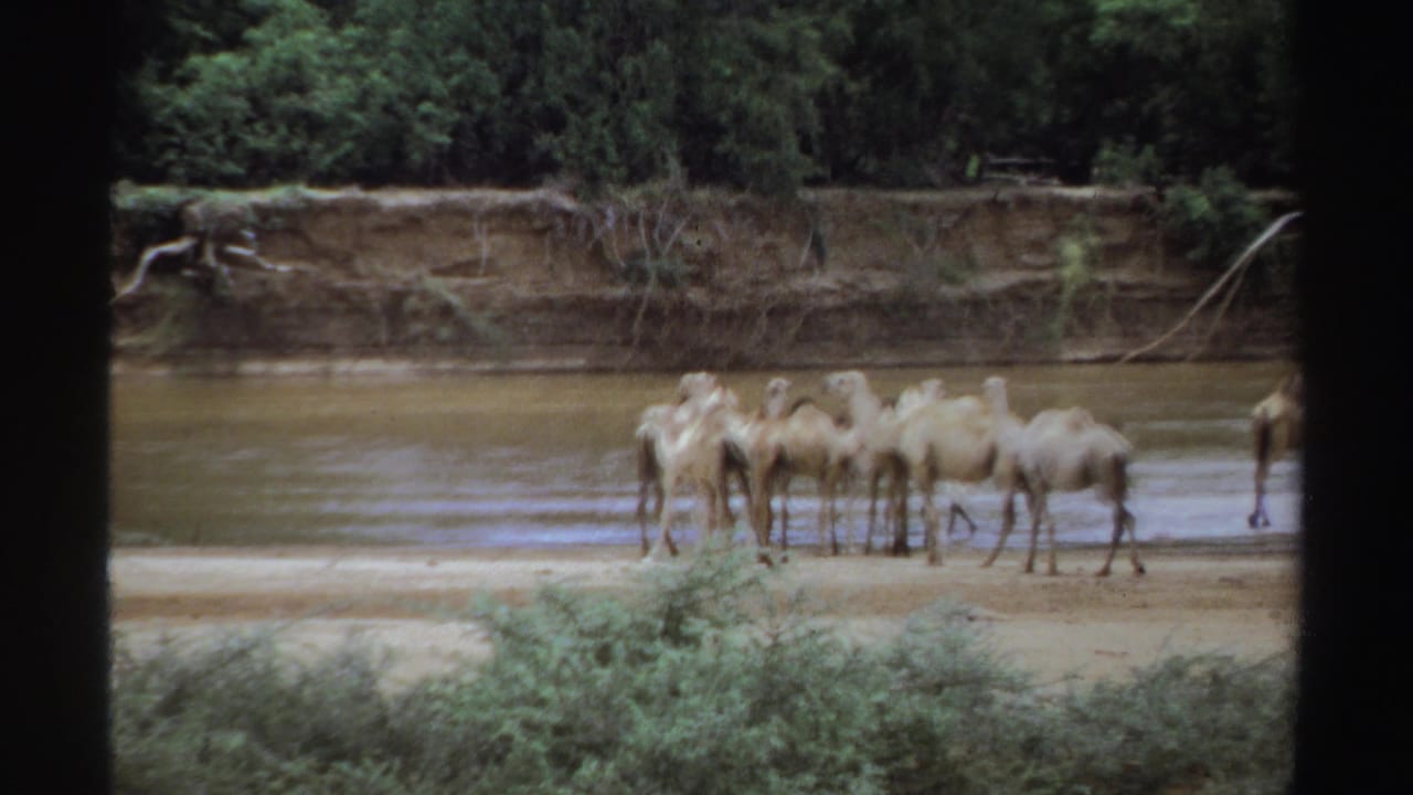 Dromedary camels standing and walking along a shallow muddy riverbank.
