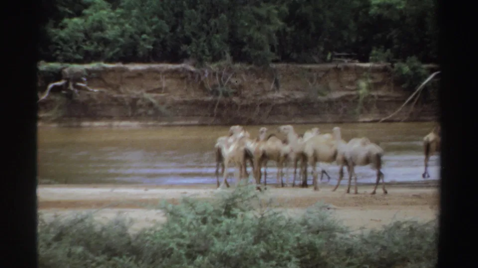 1969 Sudan 8mm frame showing dromedary camels clustered at a shallow riverbank with trees and an eroded bank behind them.
