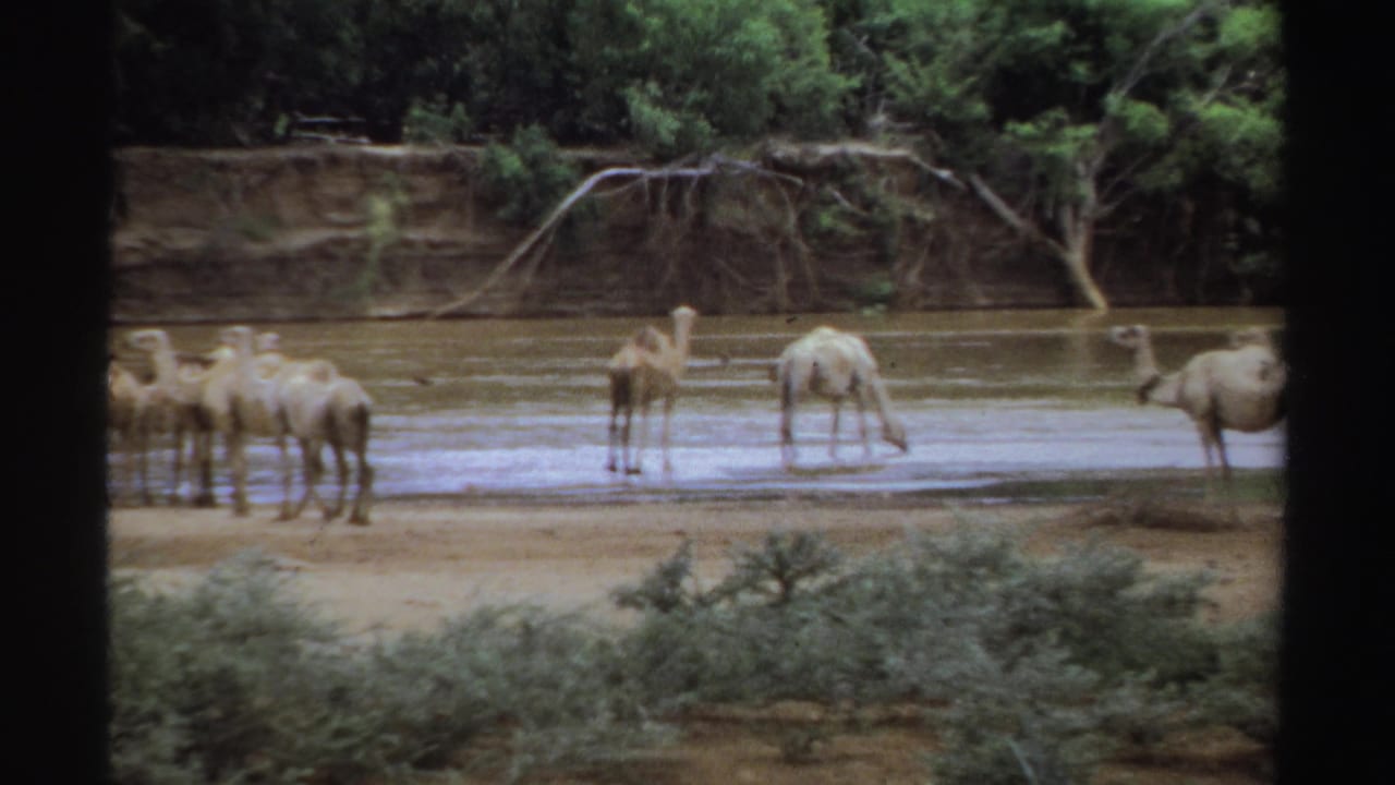Camels standing in shallow water near a muddy bank lined with trees.