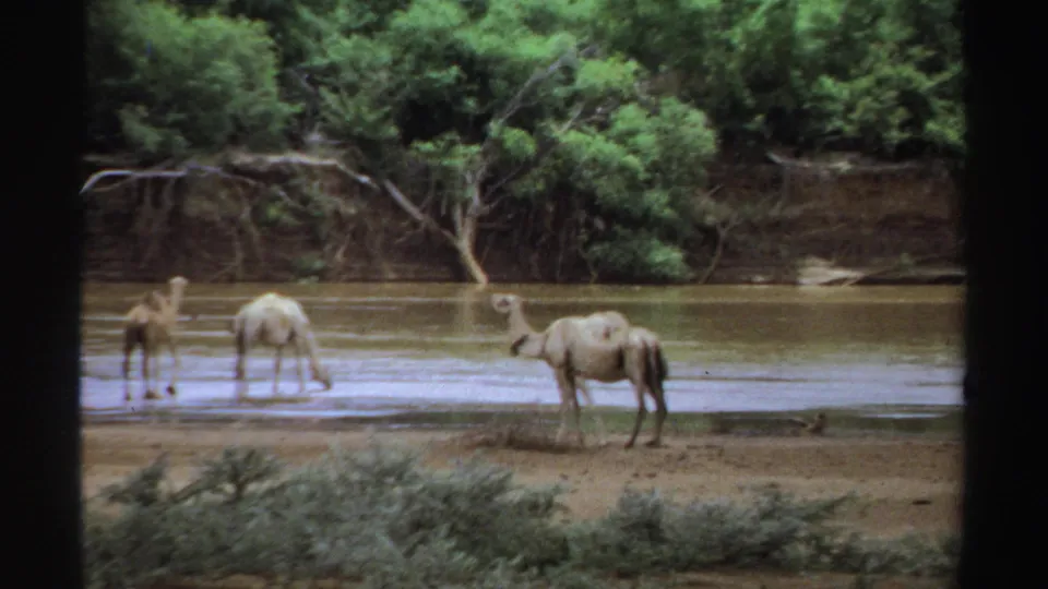 1969 Sudan 8mm frame showing dromedary camels spread across a shallow river margin, with shrubs in front and trees beyond.