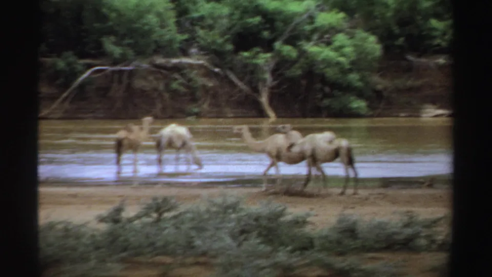 1969 Sudan 8mm frame showing dromedary camels wading and walking beside a shallow watercourse under a dense green riverbank.