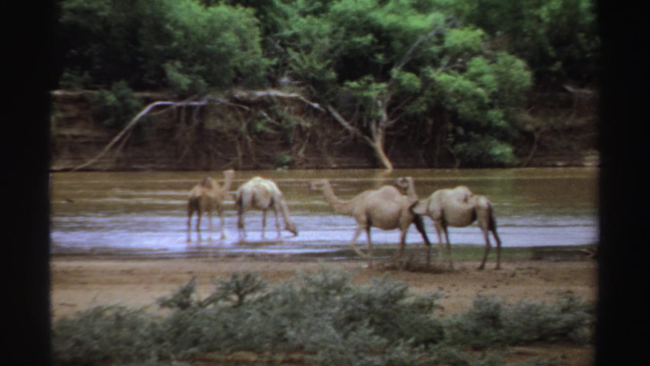 Camels standing and drinking in shallow water beside a sandy bank and trees.