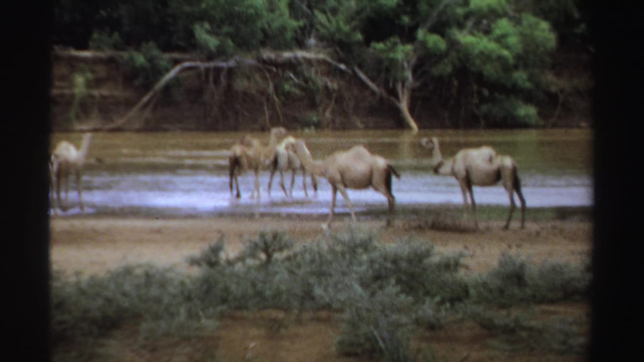 1969 Sudan 8mm frame with camels wading and drinking at a waterhole, framed by green vegetation and a muddy riverbank.