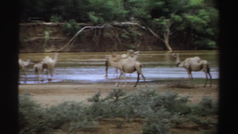 1969 Sudan 8mm frame showing camels clustered at a waterhole, with one camel separated to the right and dense trees behind.