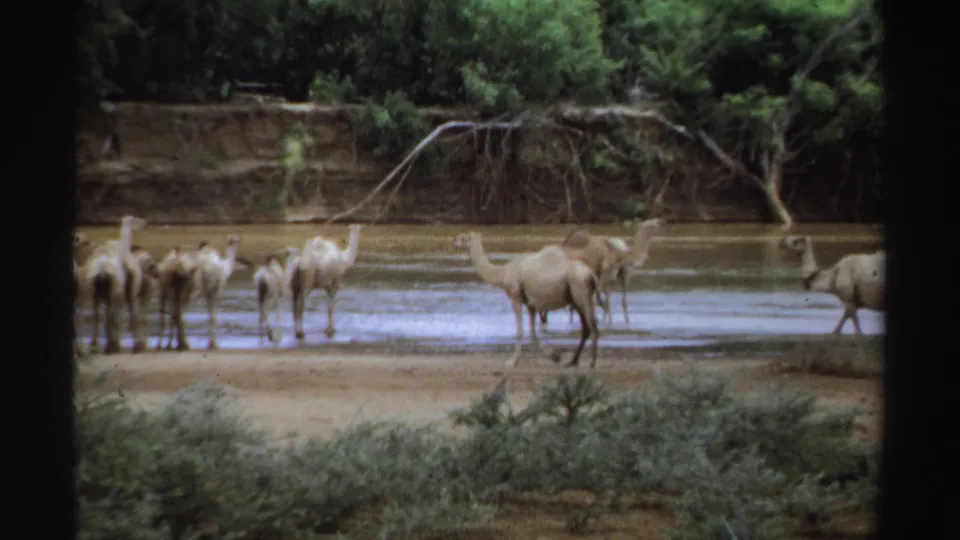 1969 Sudan 8mm frame showing a camel herd at a waterhole, with foreground scrub, a sandy edge, and a wooded bank across the water.